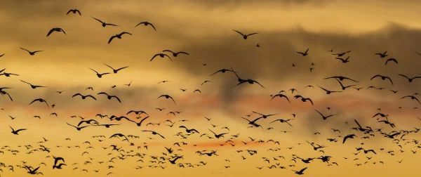 New Mexico Snow geese flying at sunset